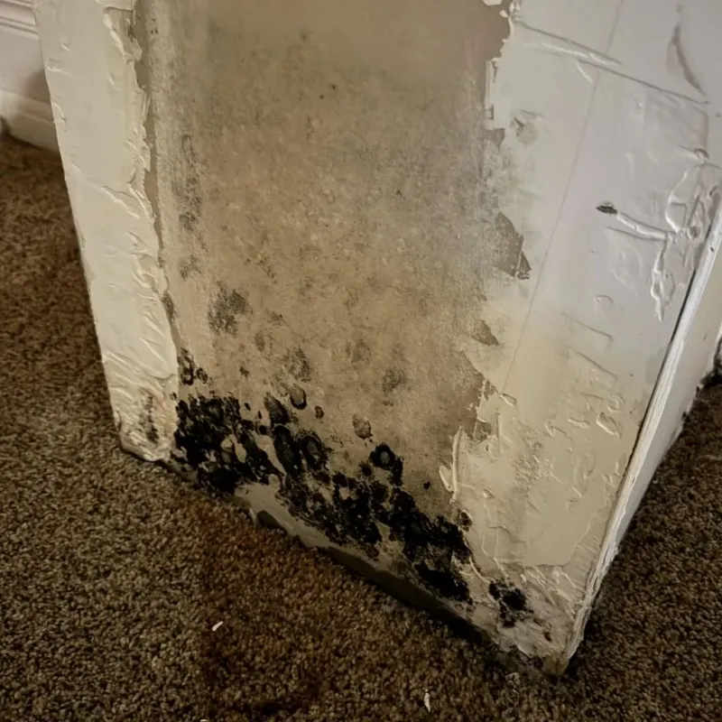 Professional Mold Removal in Carrier Mills, IL